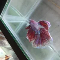 فروشگاه ماهی فایتر|ماهی|اصفهان, هفتون|دیوار