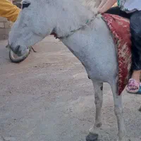 شیرالاغ