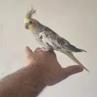 عروس هلندی مرواریدی