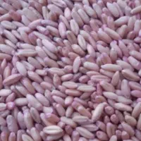 گندم بذر دیمی درجه یک