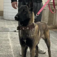 مالینویز ده ماهه نر