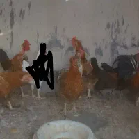 مرغ کوردی تخمگذار درشت و سالم بادوعددخروس.|حیوانات مزرعه|ایلام, |دیوار