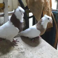 کبوتر دمسفید