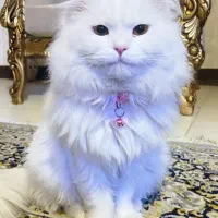 گربه نژاد بریتیش (متن اگهی رو مطالعه کنید)