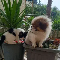 گمشده   سگ پیکینیز|سگ|نشتارود, |دیوار