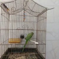 طوطی‌ملنگو