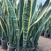 گل سانسوریا ابلق|گل و گیاه طبیعی|قائمشهر, |دیوار