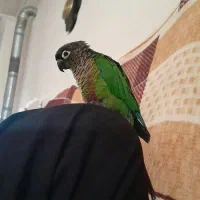 گیرینچیک گمشده