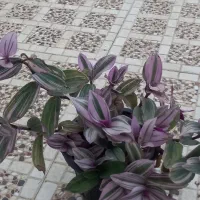 تعدادی گلهای زیبا به فروش میرسد|گل و گیاه طبیعی|احمدسرگوراب, |دیوار