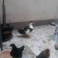 اردک معاوضه با مرغ محلی