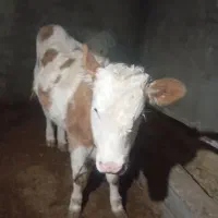 اصل سمیتال|حیوانات مزرعه|سیلوانه, |دیوار