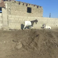 یک راس بز|حیوانات مزرعه|گنبد کاووس, |دیوار