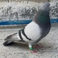 نر سبز|پرنده|گلپایگان, |دیوار