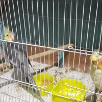 یک جفت عروس هلندی مولد|پرنده|مشهد, ایثار|دیوار