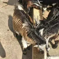 بیگ(بزغاله نر)