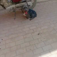 سگ پاکوتاه