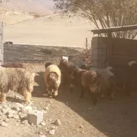 میش وبره|حیوانات مزرعه|صمصامی, |دیوار