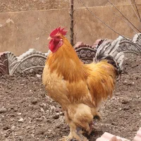 برهما ، آیام سمانی ، لگهورن وارداتی