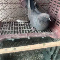 کبوتر پرشی|پرنده|کاشان, صنعت|دیوار