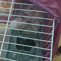 گنجشگ|پرنده|قوچان, |دیوار
