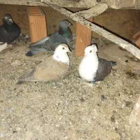 جفت کربلایی