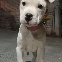 واگزاری داگو ارژانتینو|سگ|پیر بکران, |دیوار