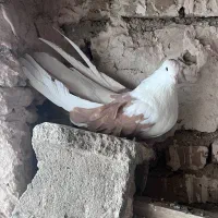 کبوتر پشتدار