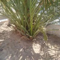 پاجوش نخل برحی