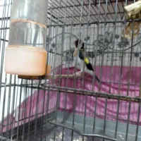 2 عدد سهره نر .بخون