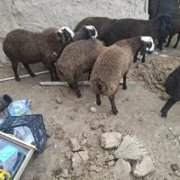 ۱۰راس بره نر یکی ماده جفتی ۸۰کیلو میان.