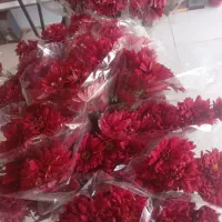 گل داوودی برای یلدا|گل و گیاه طبیعی|یزد, |دیوار