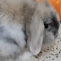 خرگوش لوپ واگذاری رایگان