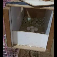 قفس پرنده|لوازم جانبی حیوانات|رباط‌کریم, رباط‌کریم|دیوار