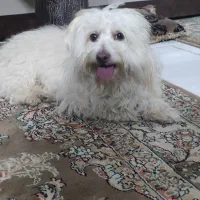 سگ گمشده نر.اسلامشهردرتاریخ1404/5/16.|حیوانات|اسلامشهر, شهرک قائمیه|دیوار