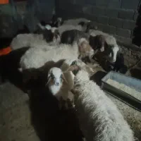 گوسفند 7عدد بفروش می رسد|حیوانات مزرعه|ایلام, |دیوار