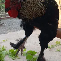 خروس برهما
