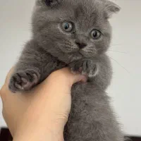 گربه اسکاتیش فولد|گربه|صومعه‌سرا, |دیوار