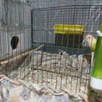 طوطی کوتوله|پرنده|میناب, |دیوار