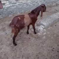 فروش ۲کهره نر