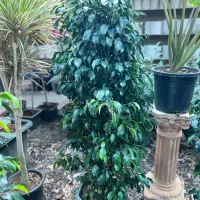 فروش بنجامین سبز بزرگ