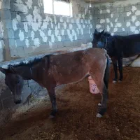 فروش یک اسب با 3تا استر یخترمه|حیوانات مزرعه|سردشت, |دیوار