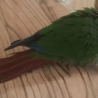 طوطی گرینچیک خونگی ۳ماهه|پرنده|مهریز, |دیوار