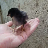 جوجه گلین|حیوانات مزرعه|ماهدشت, |دیوار