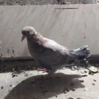 مطلق پر دون خور