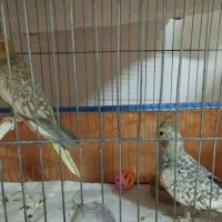 فروش عروس هلندی گل باقالی 6ماهه