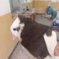 فروش و معامله با کفتر شهری