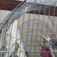 عروس هلندی|پرنده|شهریار, شهرک امیریه|دیوار