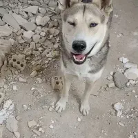 سگ هاسکی معاوضه با کفةر بوم شهرستانی