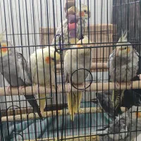 عروس هلندی 4و 5ماهه نرا سخنگو و ماده