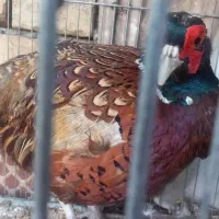 خروس بلژیکی|حیوانات مزرعه|ارزوئیه, |دیوار